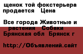 щенок той-фокстерьера продается › Цена ­ 25 000 - Все города Животные и растения » Собаки   . Брянская обл.,Брянск г.